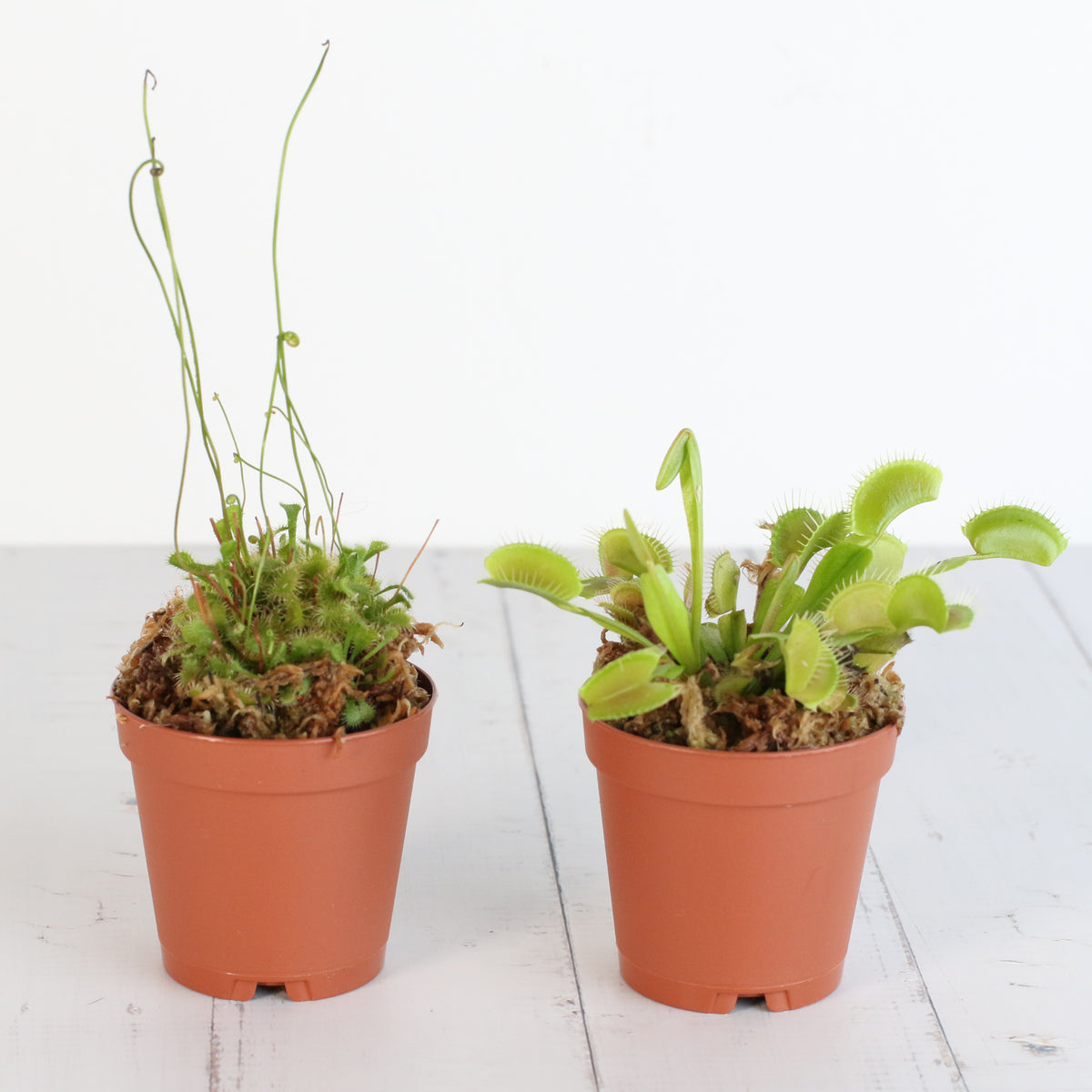 Carnivorous Plant Bundle