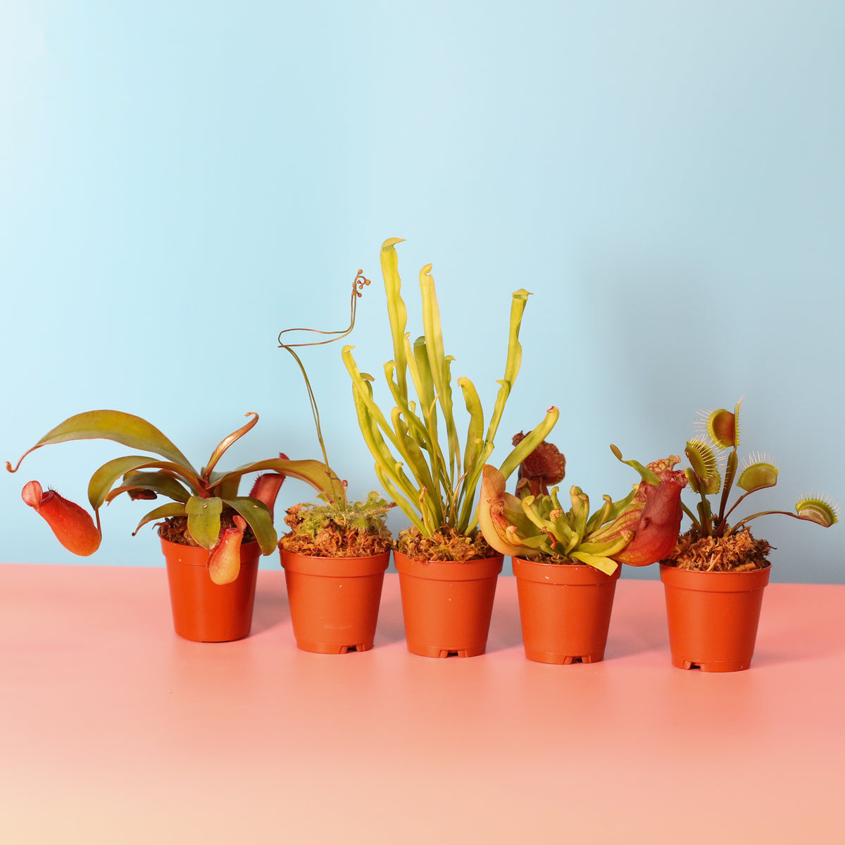 Carnivorous Plant Bundle