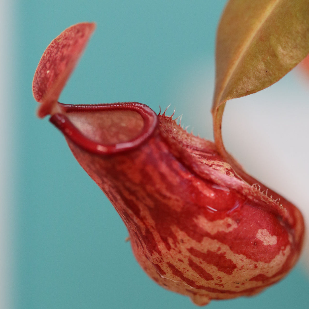 Carnivorous Plant Bundle