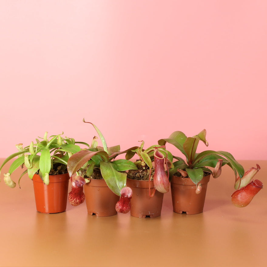 Carnivorous Plant Bundle
