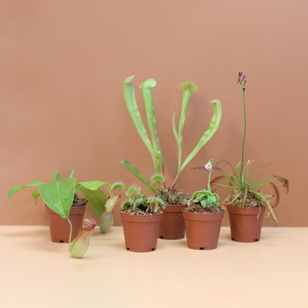 Carnivorous Plant Bundle