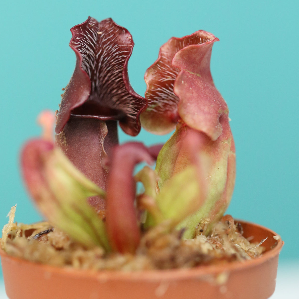 Carnivorous Plant Bundle