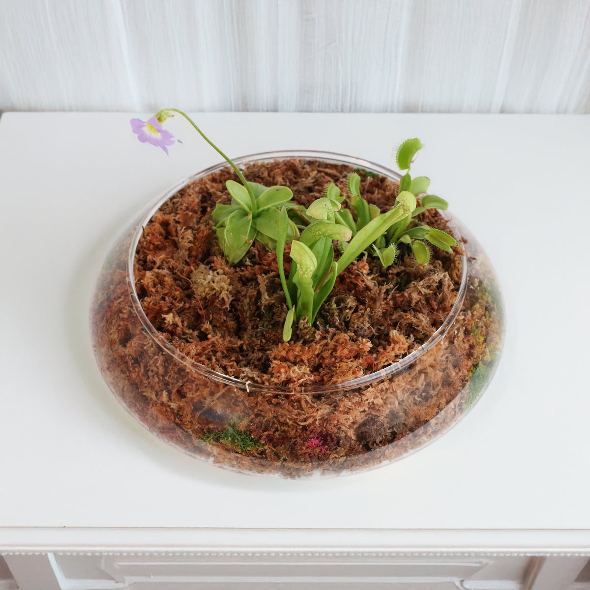 Carnivorous Plants Inside Terrarium