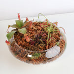 Carnivorous Bog Kingdom Kit