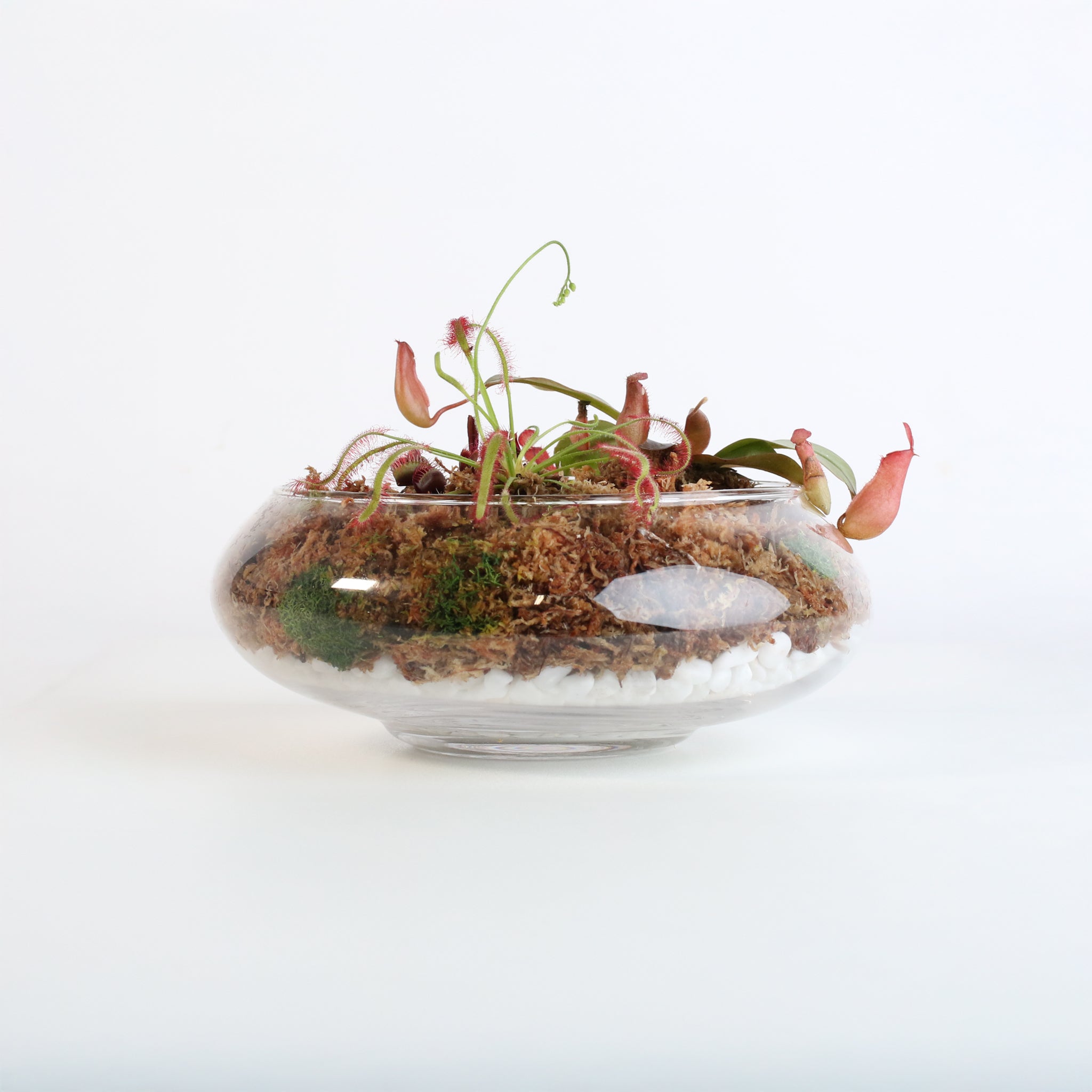 Carnivorous Bog Kingdom Kit