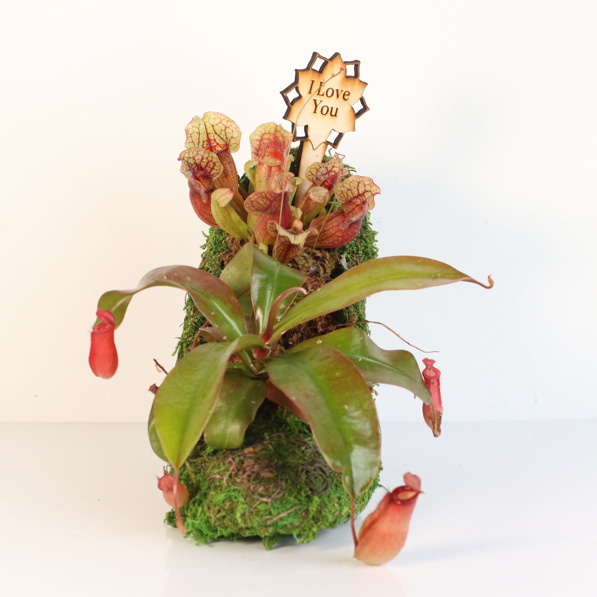 Carnivorous Plants in Moss Heel Planter