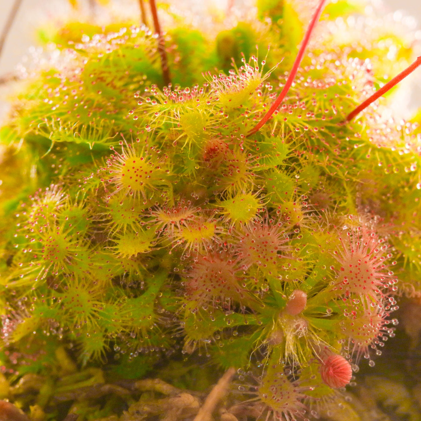 Pink Sundew Drosera capillaris Carnivorous Plant
