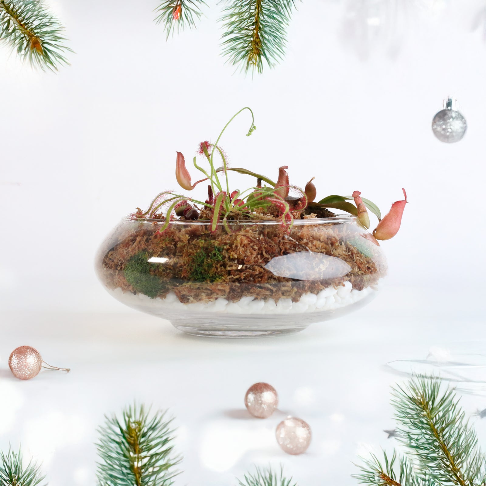 Carnivorous Bog Kingdom Kit