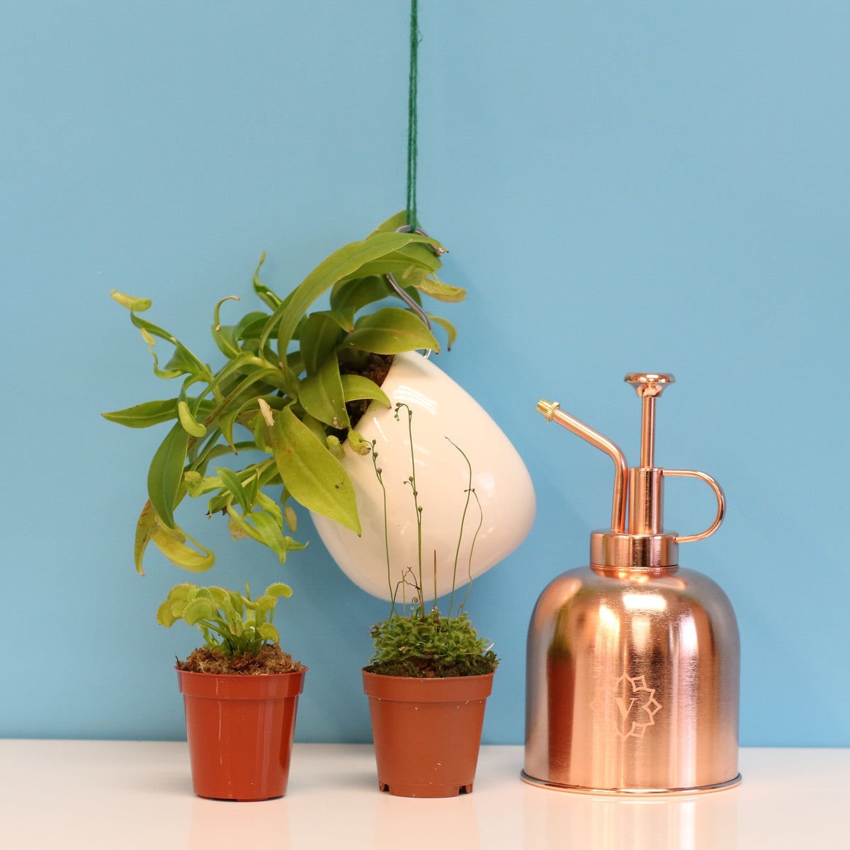 Carnivorous Plant Bundle

