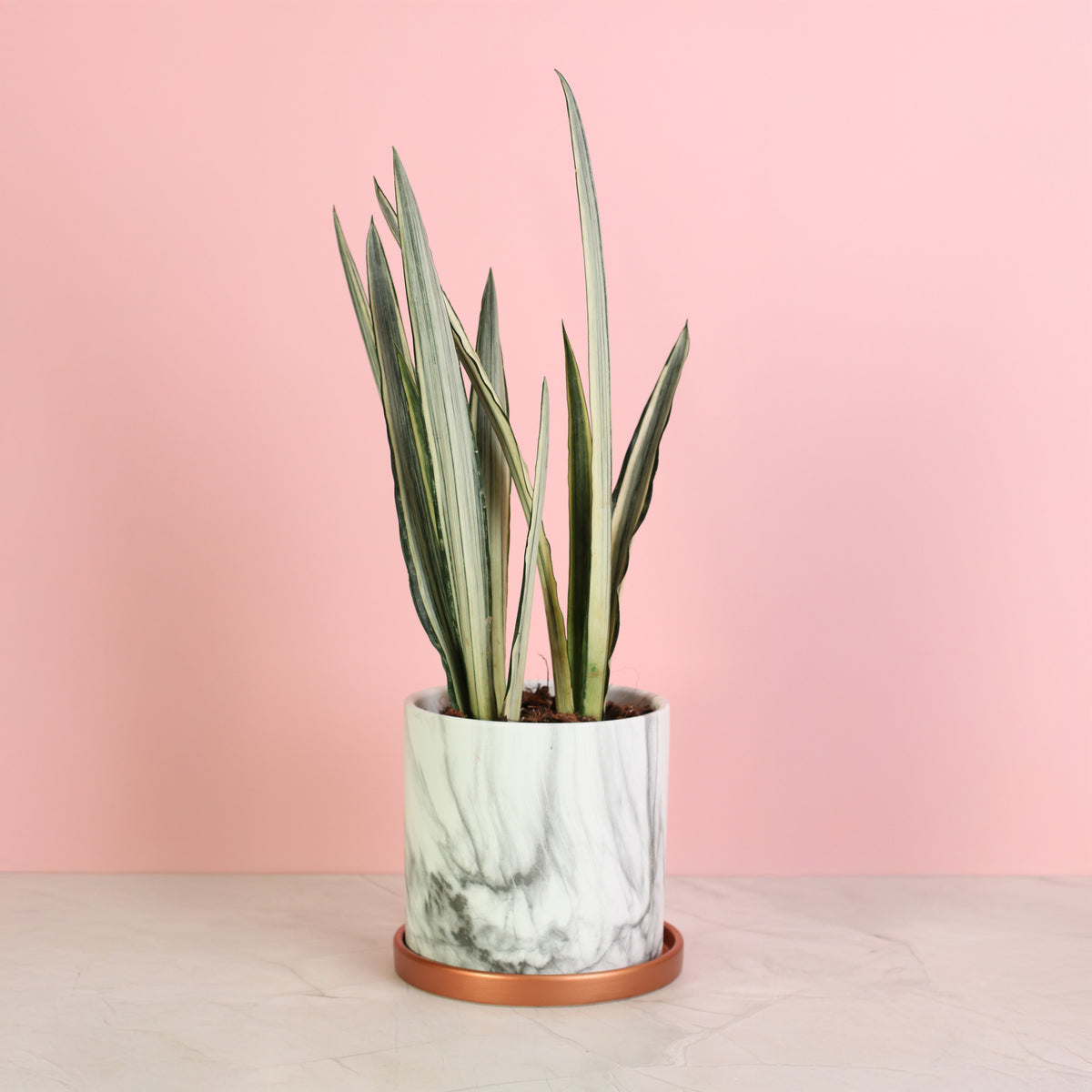Ceramic 6.5" Selene Planter with Sansevieria ‘Bantel’s Sensation plant.