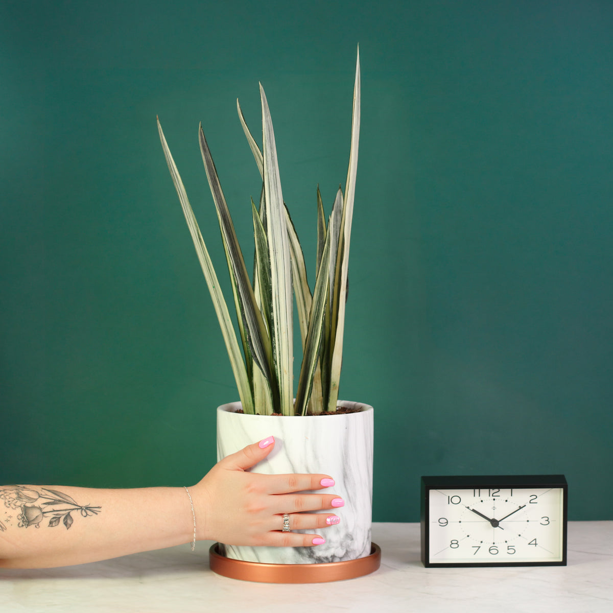 Ceramic Selene Planter with Sansevieria ‘Bantel’s Sensation plant.