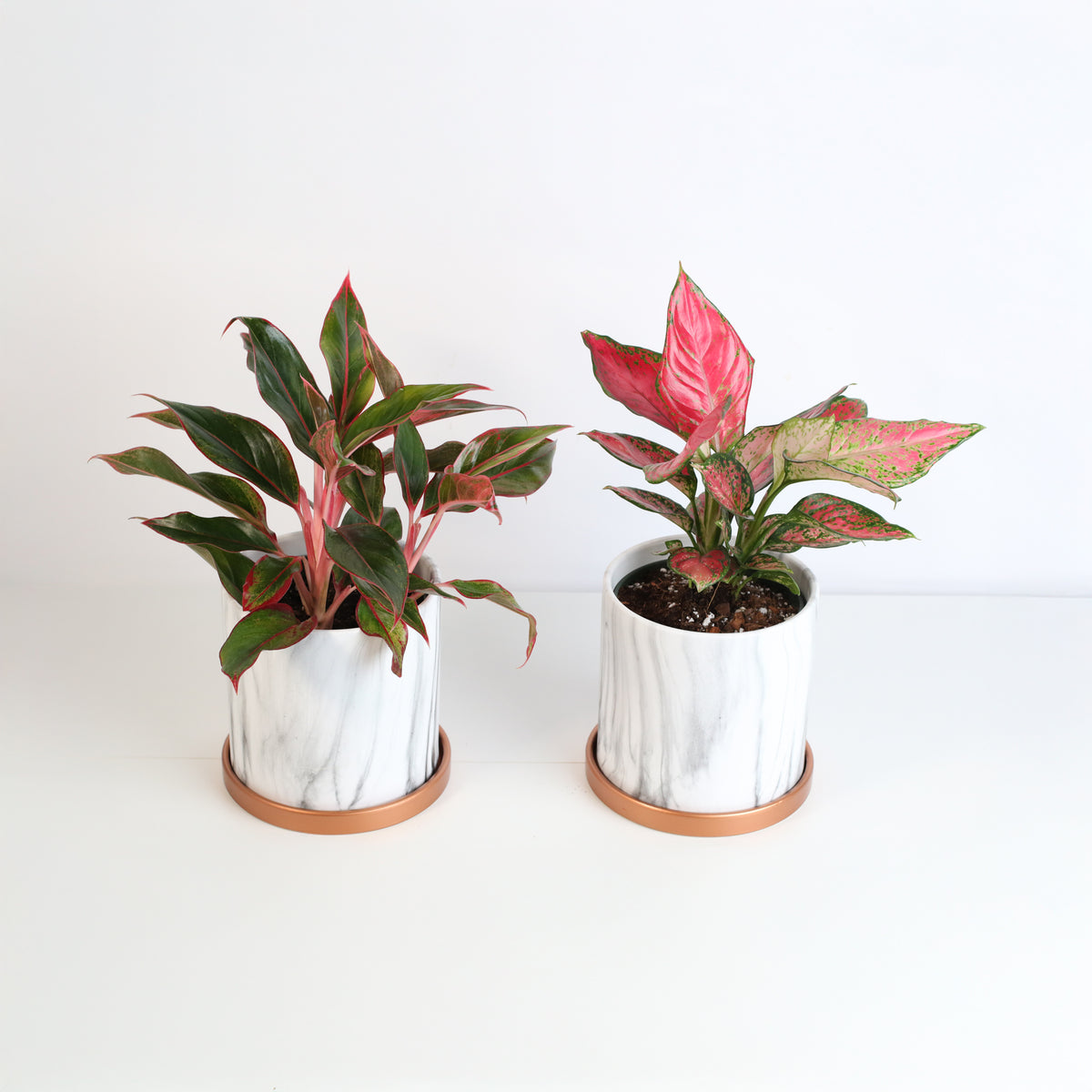 Lucky Chinese Evergreen Plants