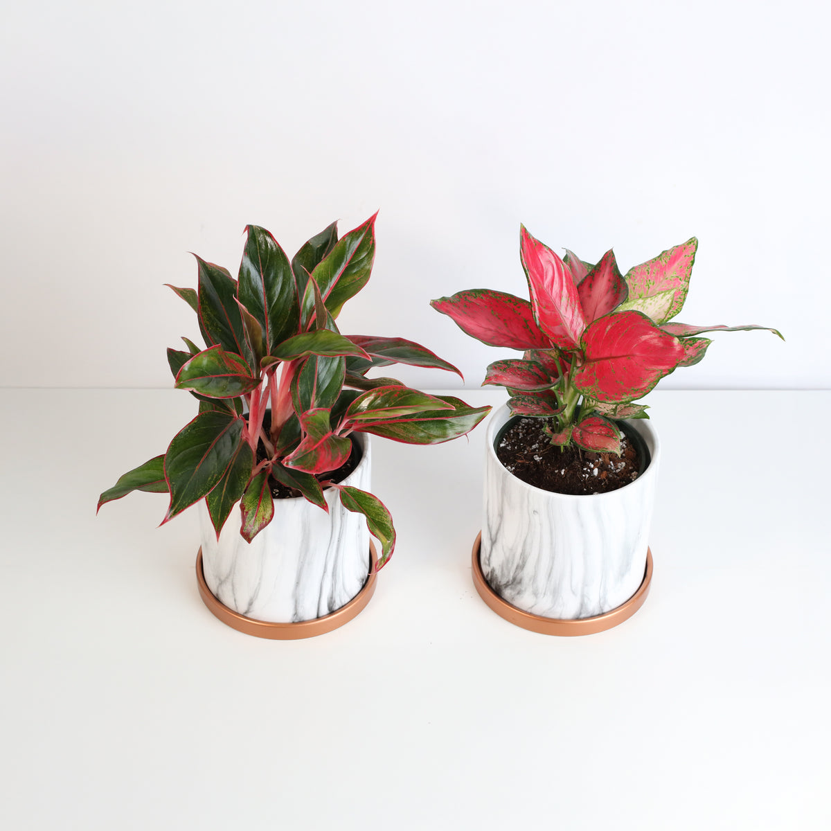 Lucky Chinese Evergreen Plants