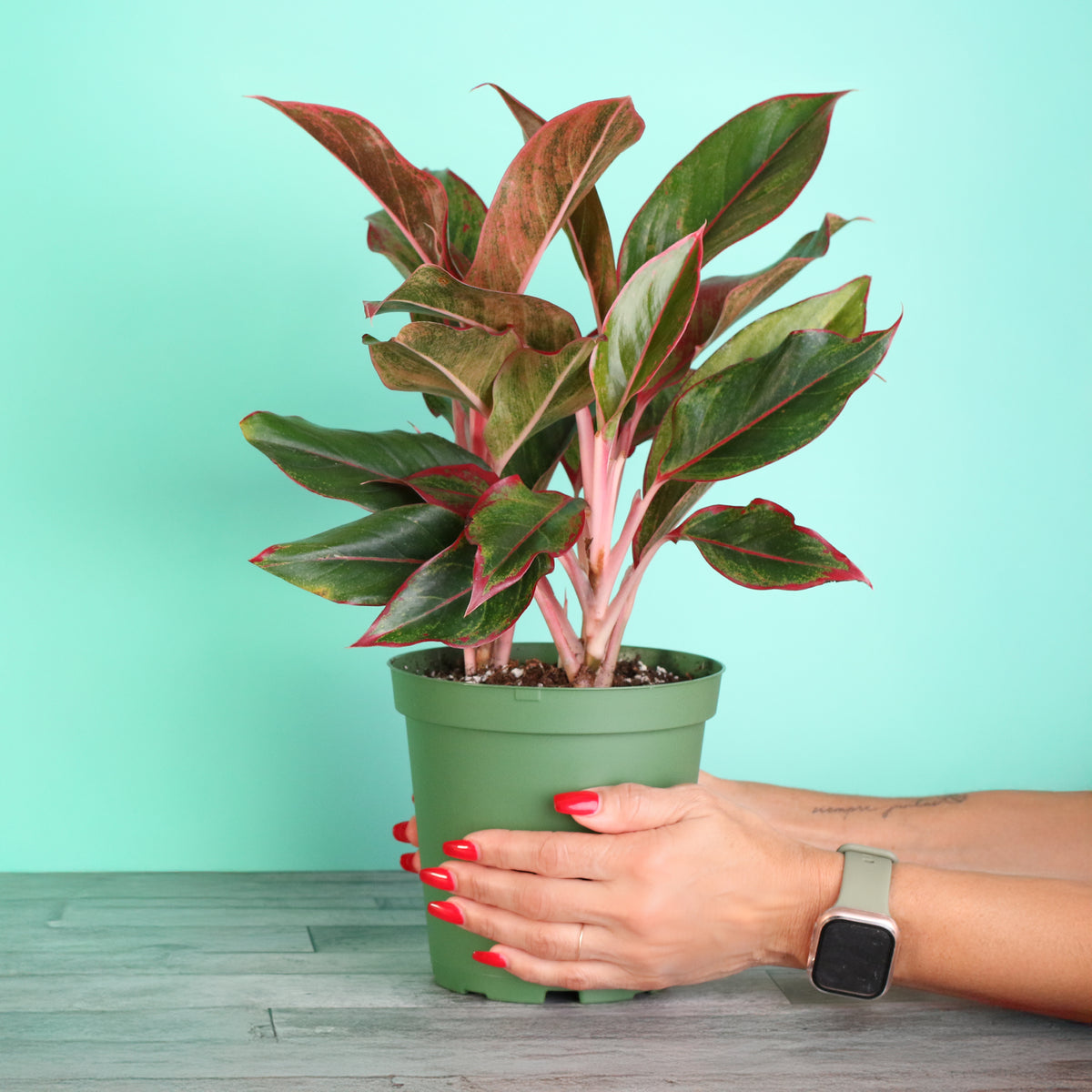 Aglaonema 'Siam' Plant