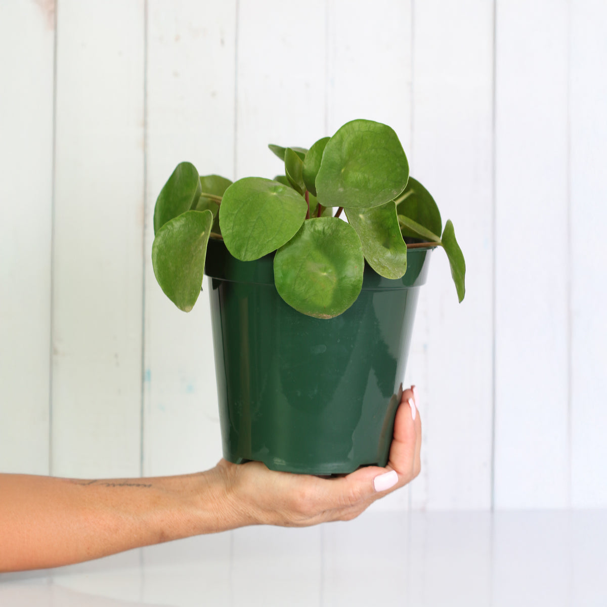 Hand holding  Chinese Money Plant