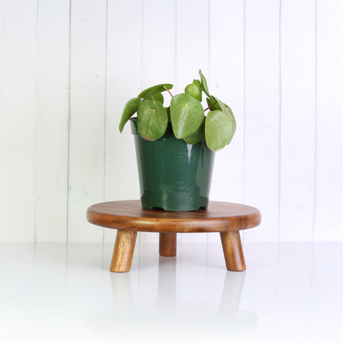 Chinese Money Plant