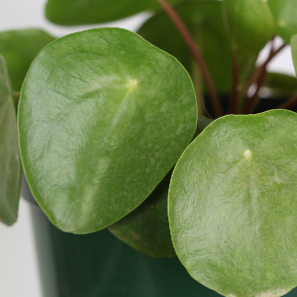 Close up of Chinese Money Tree Leaves. 