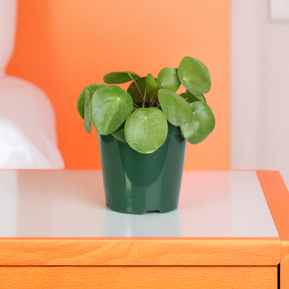  Chinese Money Plant on counter top