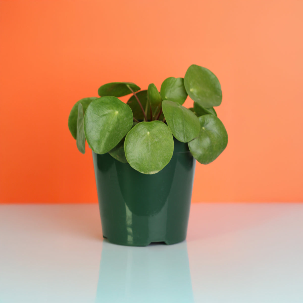 Chinese Money Plant