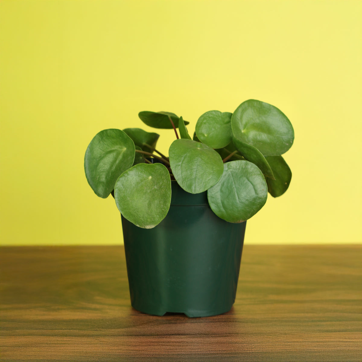  Chinese Money Plant on table top. 