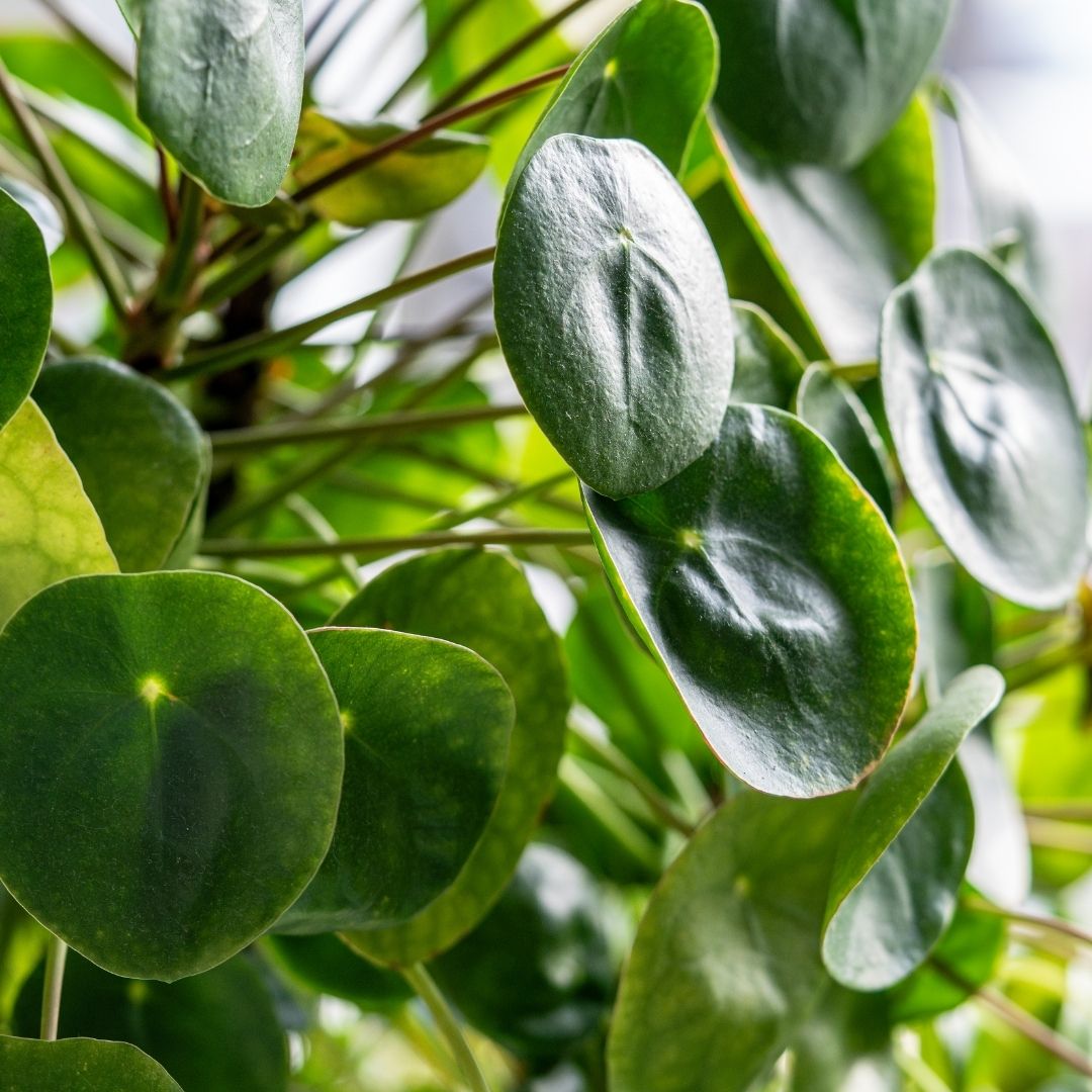 Close up of Chinese Money Tree Leaves