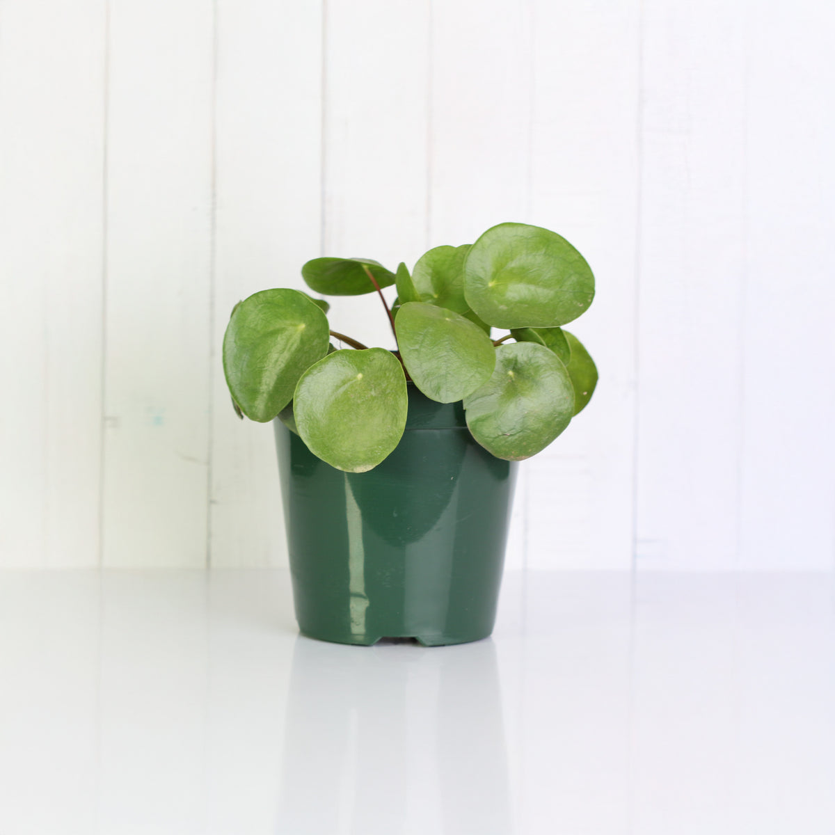 Chinese Money Plant