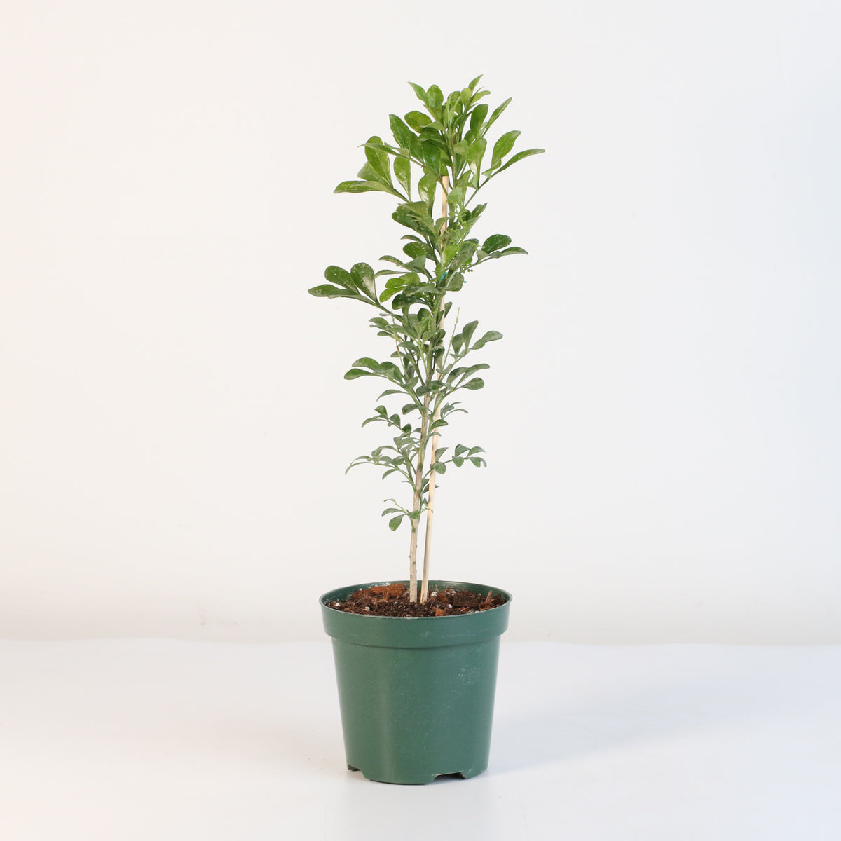 Chinese Perfume Plant