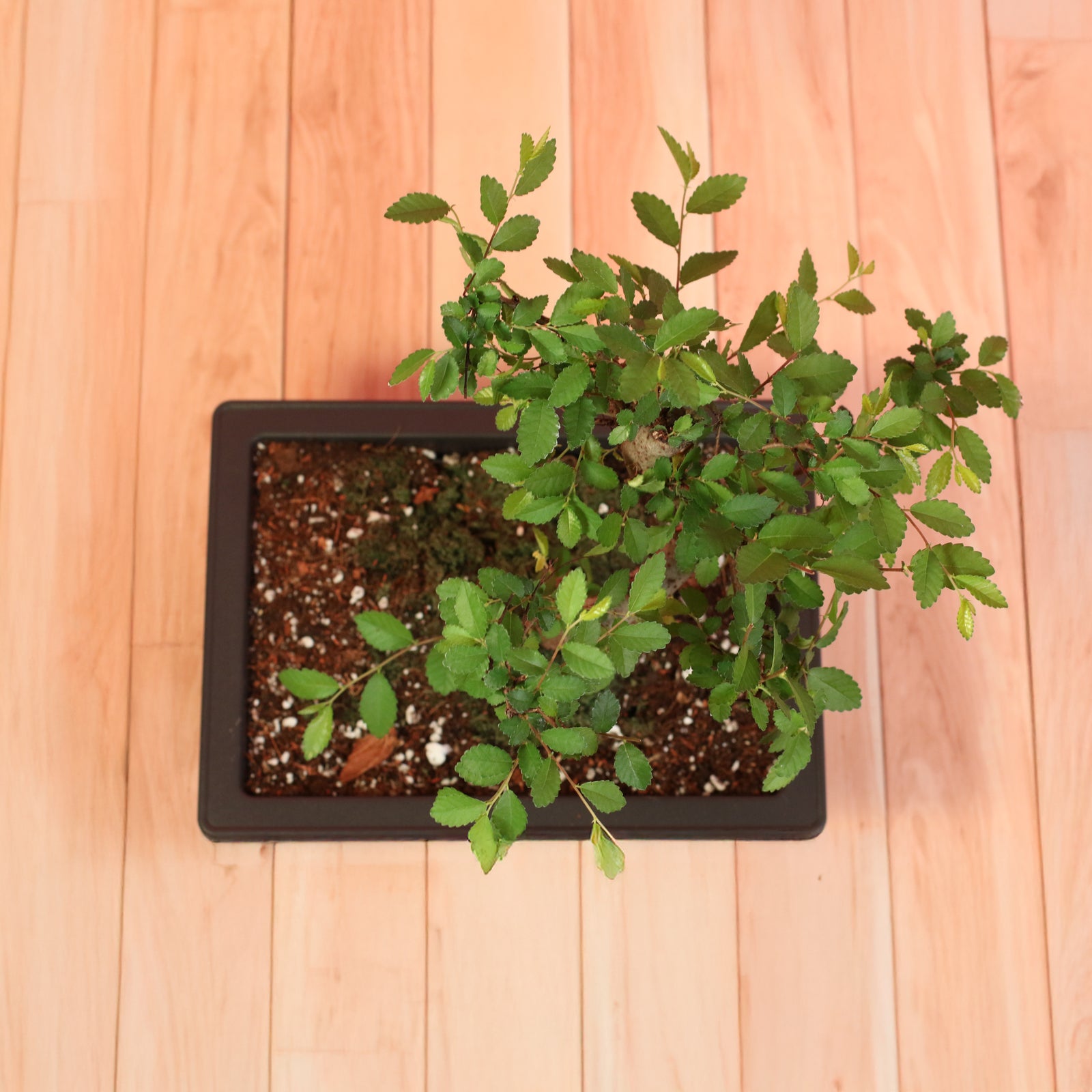 Chinese Elm Bonsai Tree