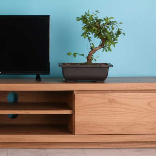 Japanese Zelkova Bonsai Tree