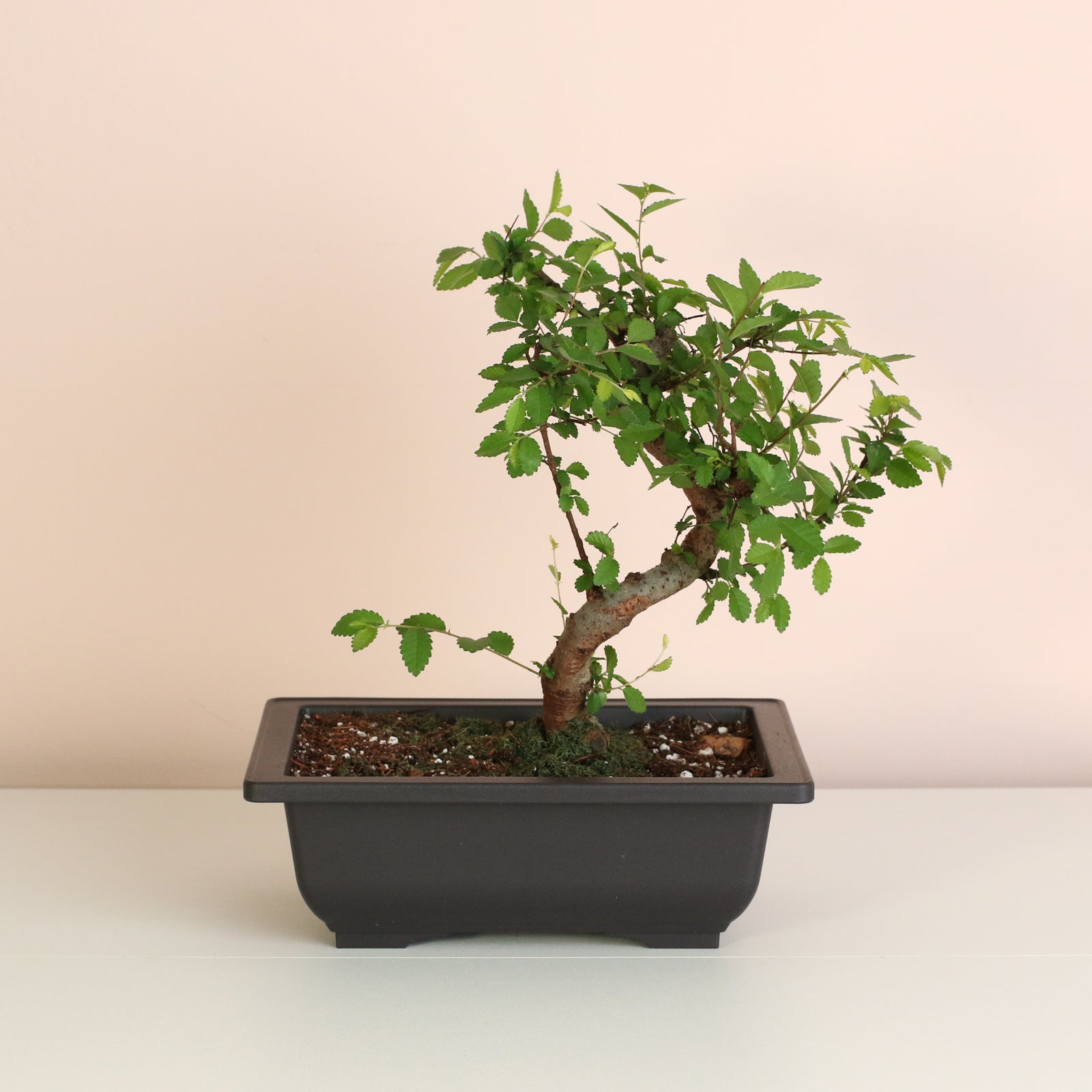 Chinese Elm Bonsai Tree