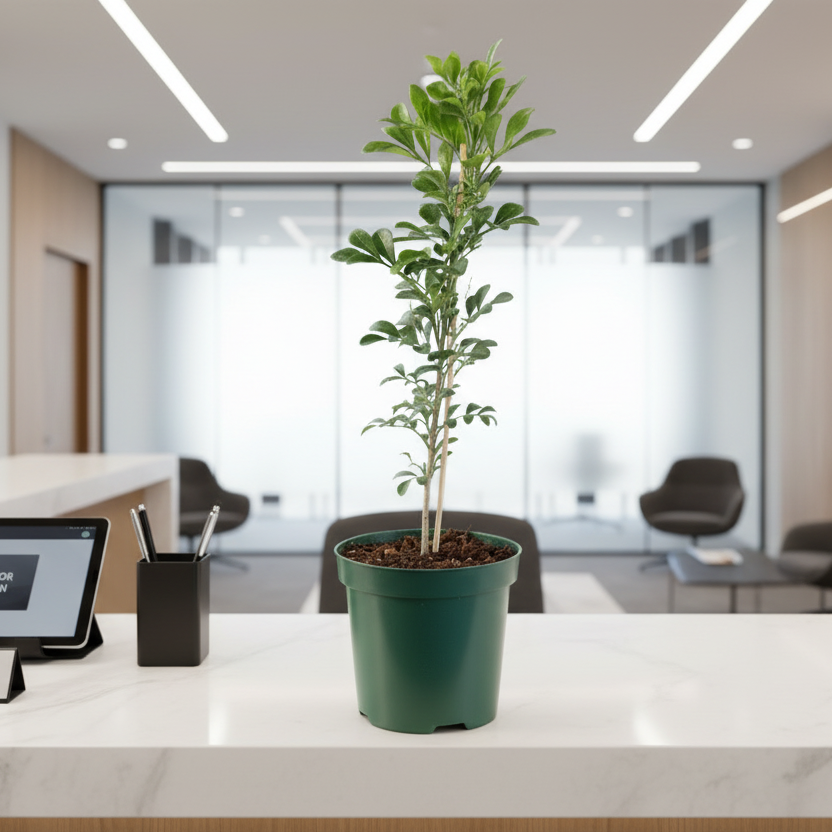 Chinese Perfume Plant