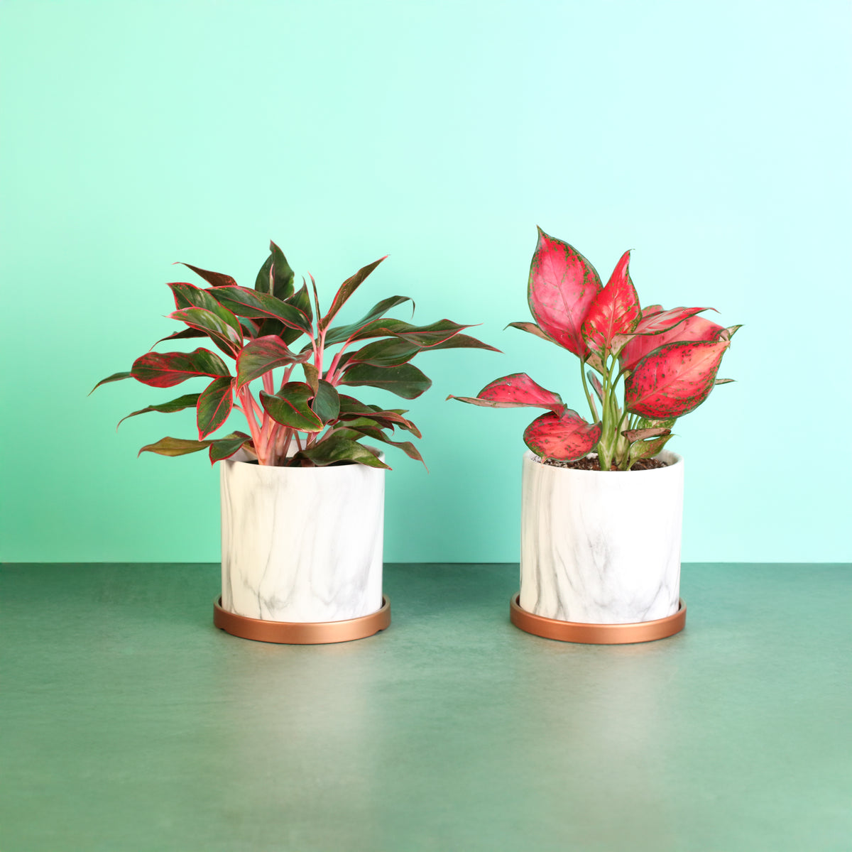 Chinese Evergreen Aglaonema Bundle