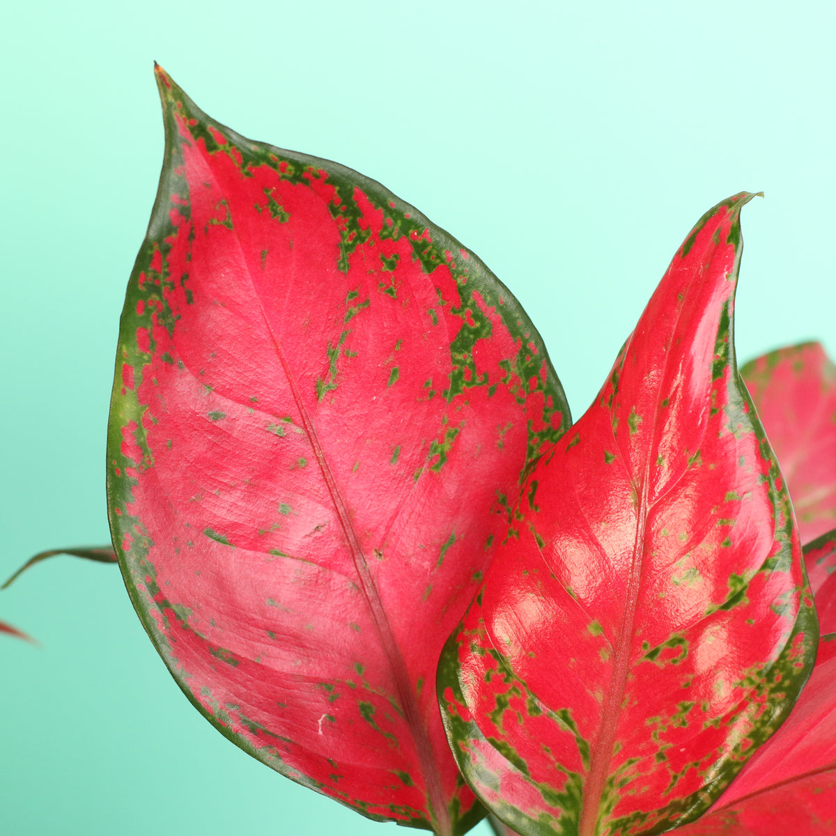 Chinese Evergreen Aglaonema Bundle