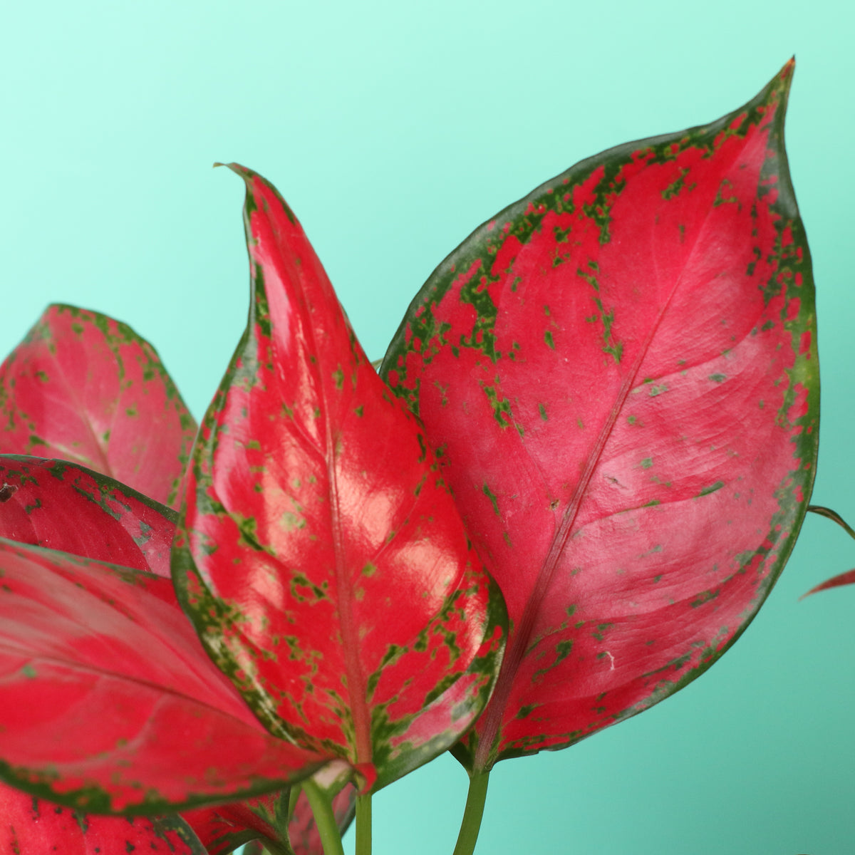 Chinese Evergreen Aglaonema Bundle