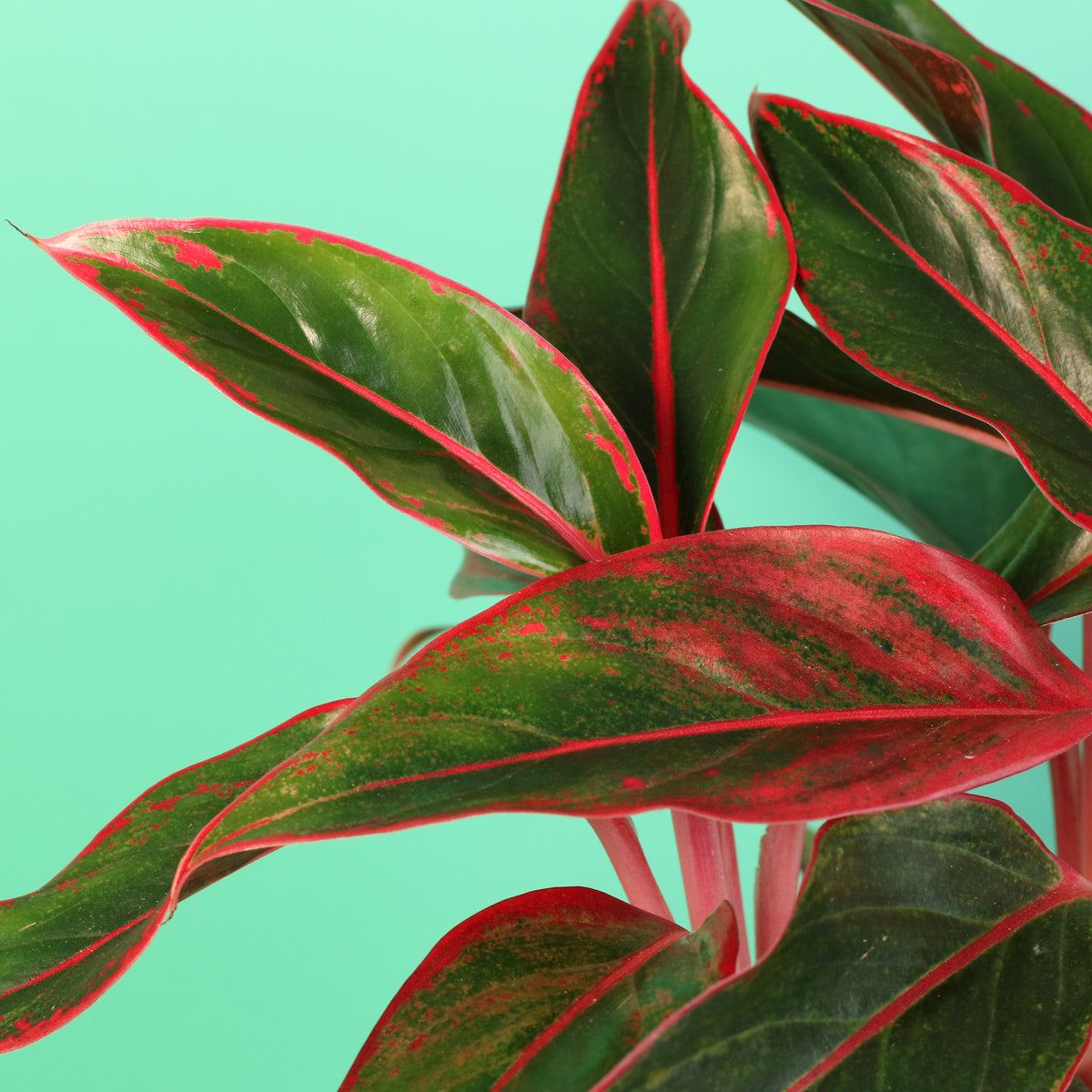 Aglaonema Siam