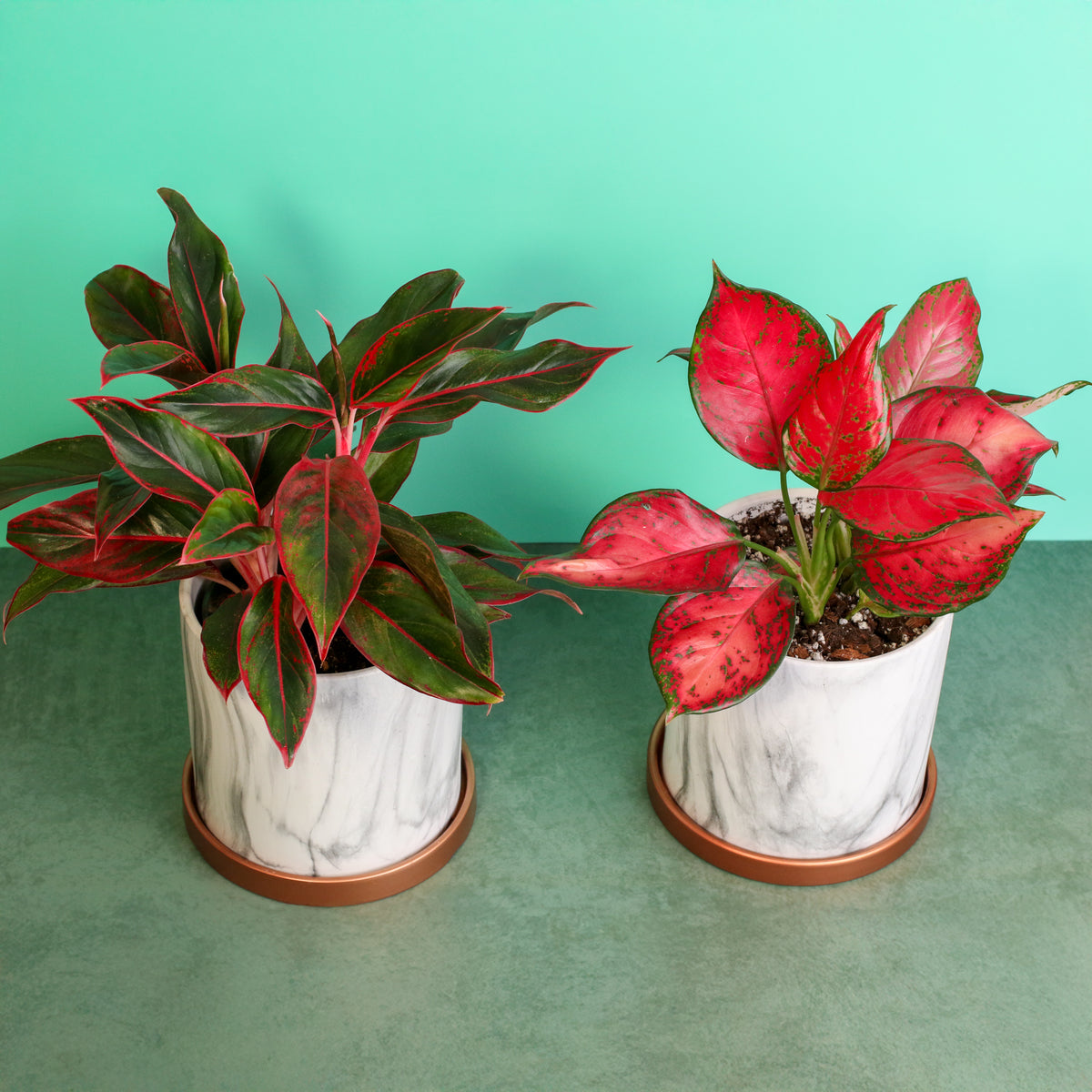 Chinese Evergreen Aglaonema Bundle