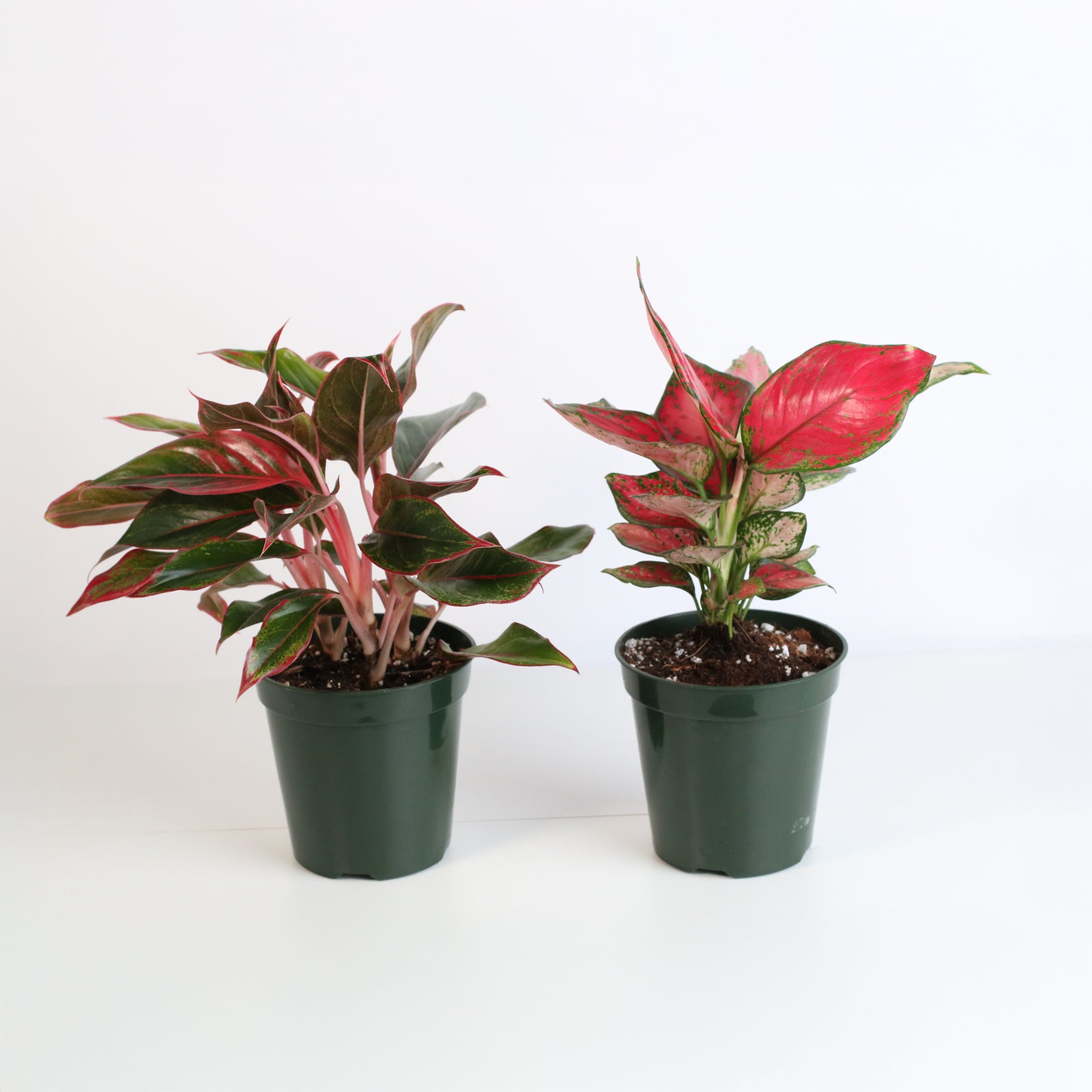 Lucky Chinese Evergreen Plants