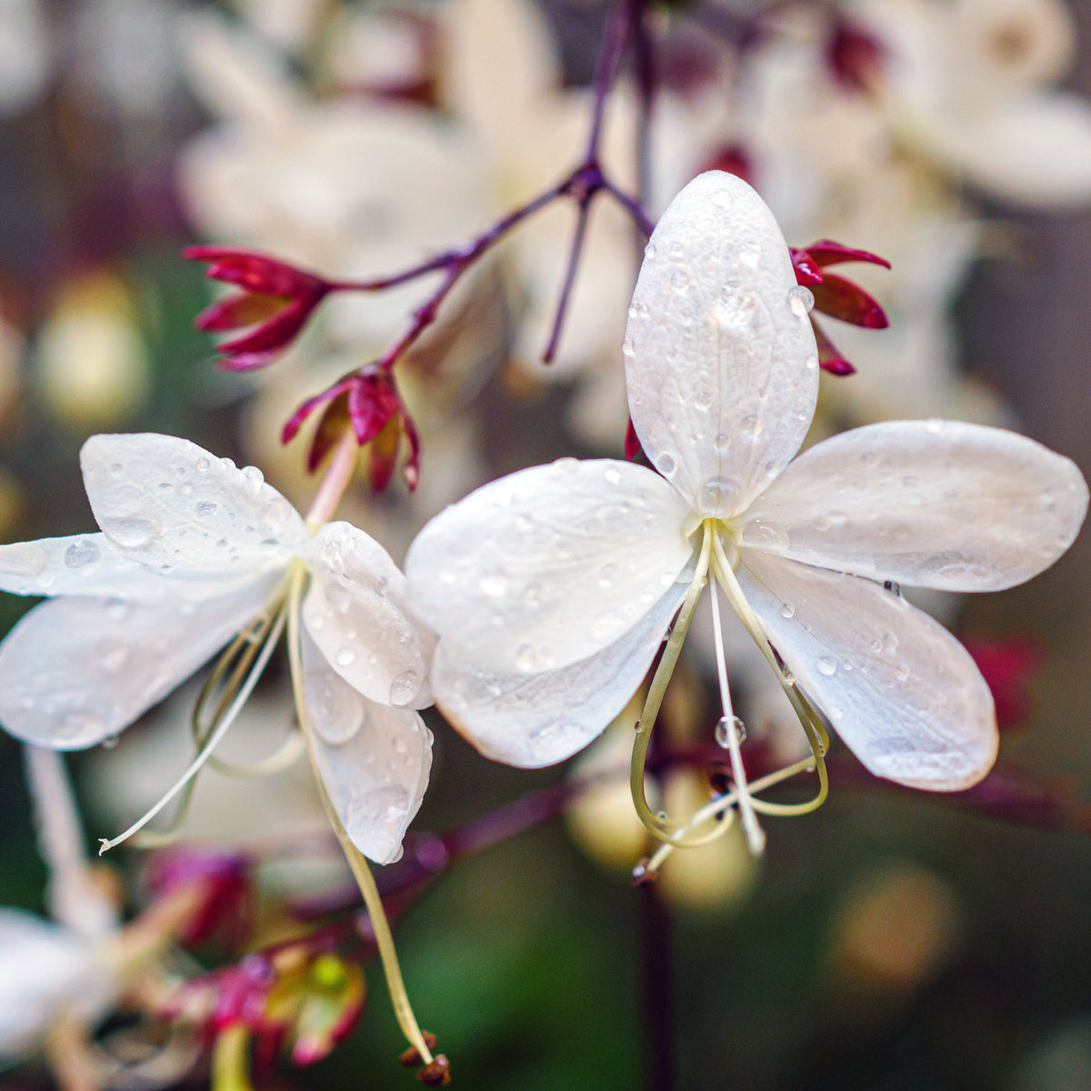 Macro shot of Clerodendrum Smithianum Flower