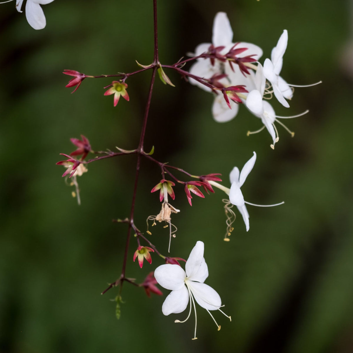 Clerodendrum Brial Veil