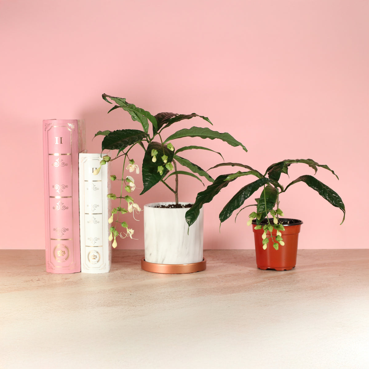 Clerodendrum wallichii - Bridal Veil next to books.
