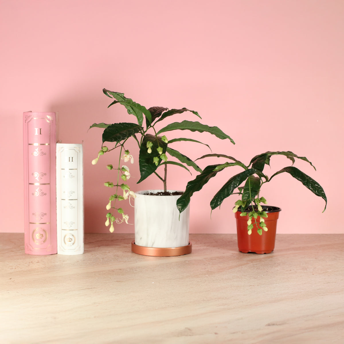 Clerodendrum wallichii - Bridal Veil next to books.  