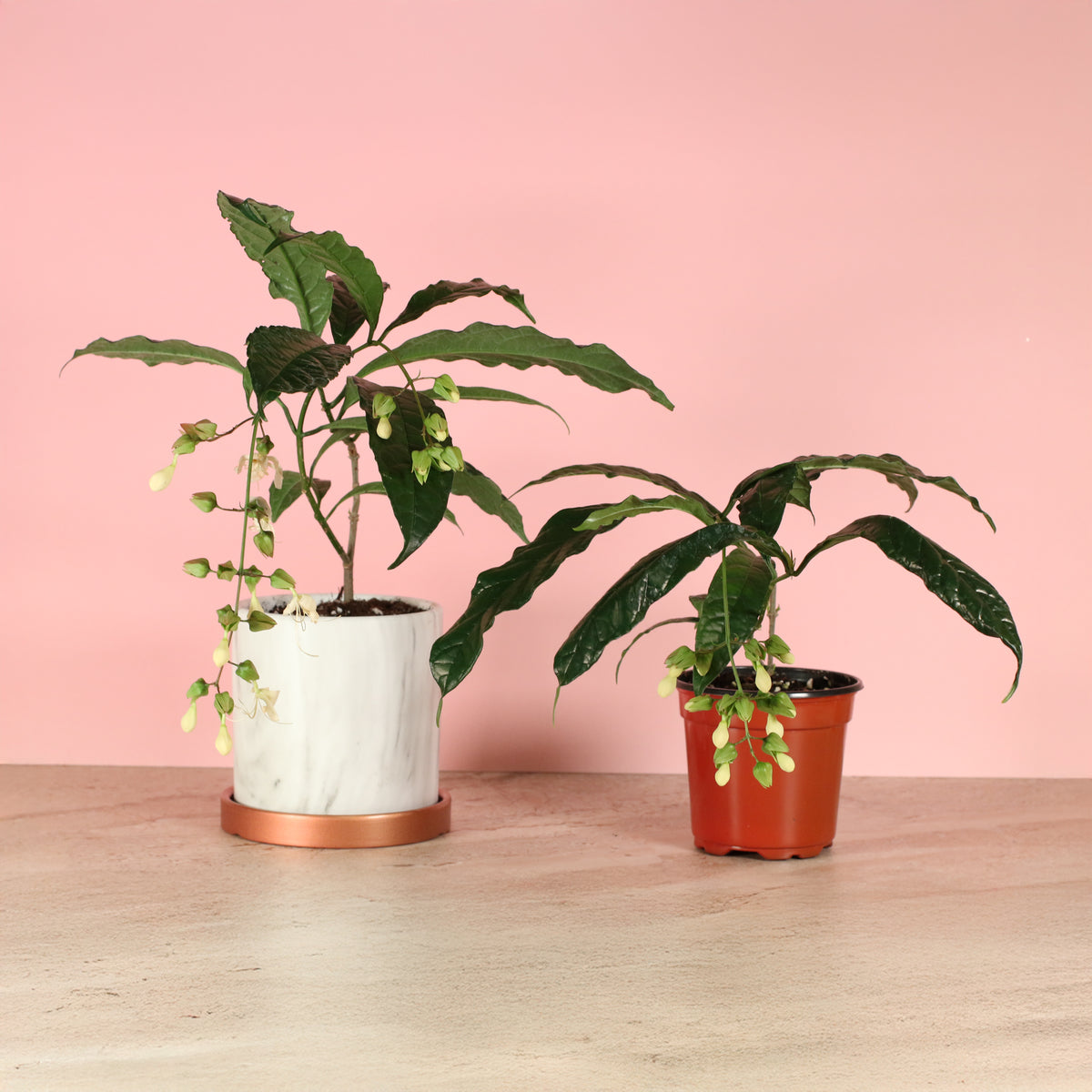 Clerodendrum wallichii - Bridal Veil