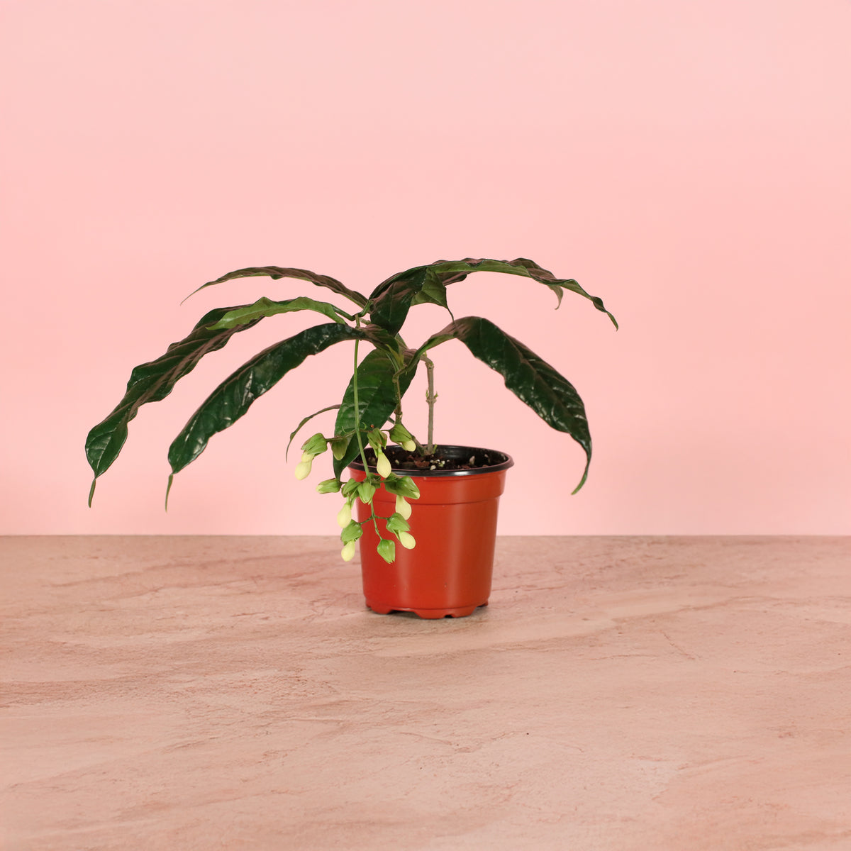 Clerodendrum wallichii - Bridal Veil 4" Nursery