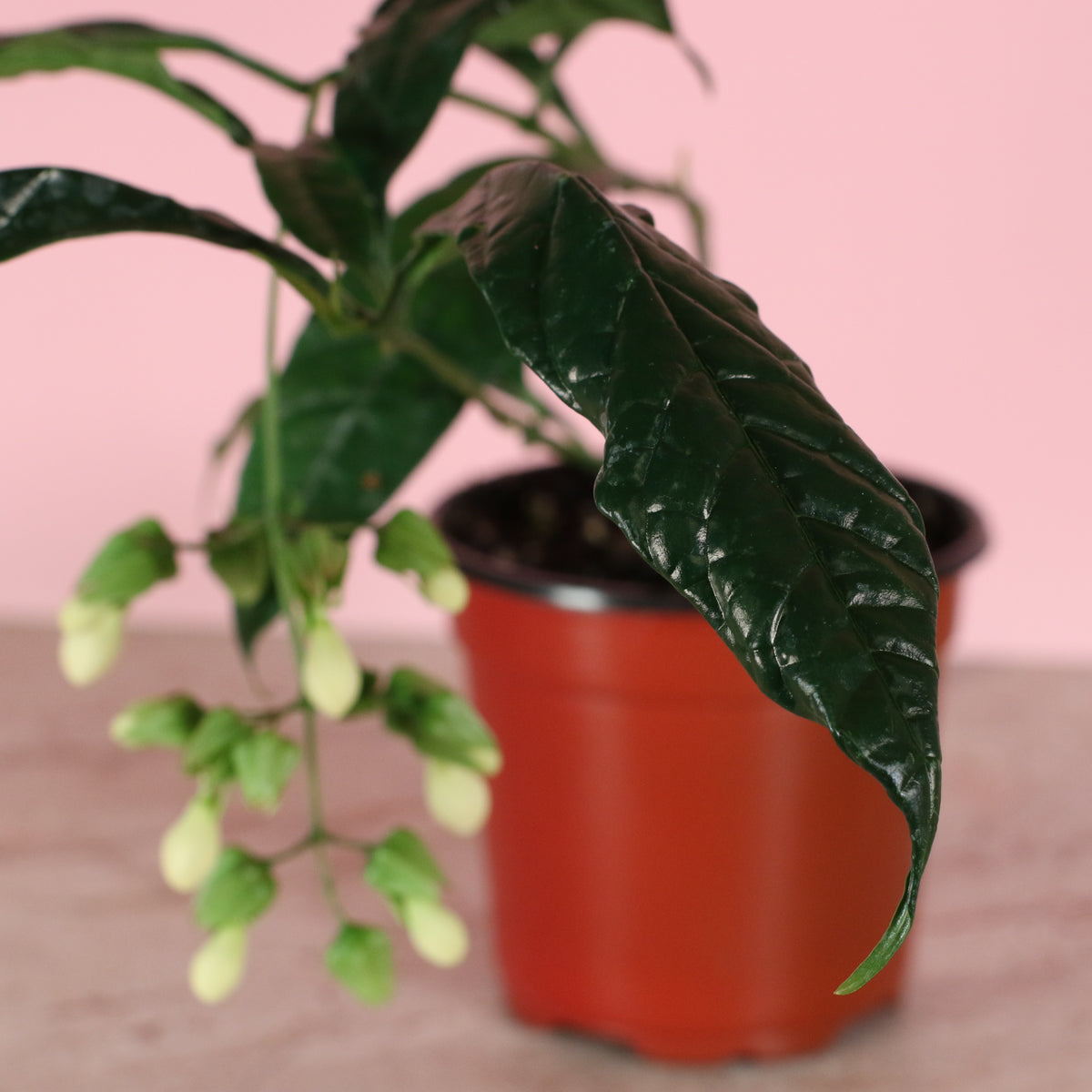 Close up of leaf Clerodendrum wallichii - Bridal Veil