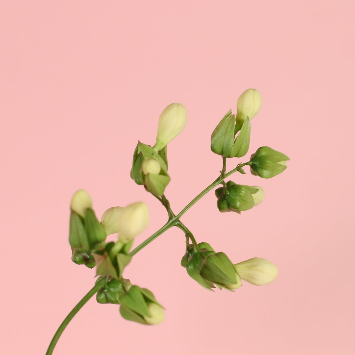 Flower Buds of Clerodendrum wallichii - Bridal Veil
