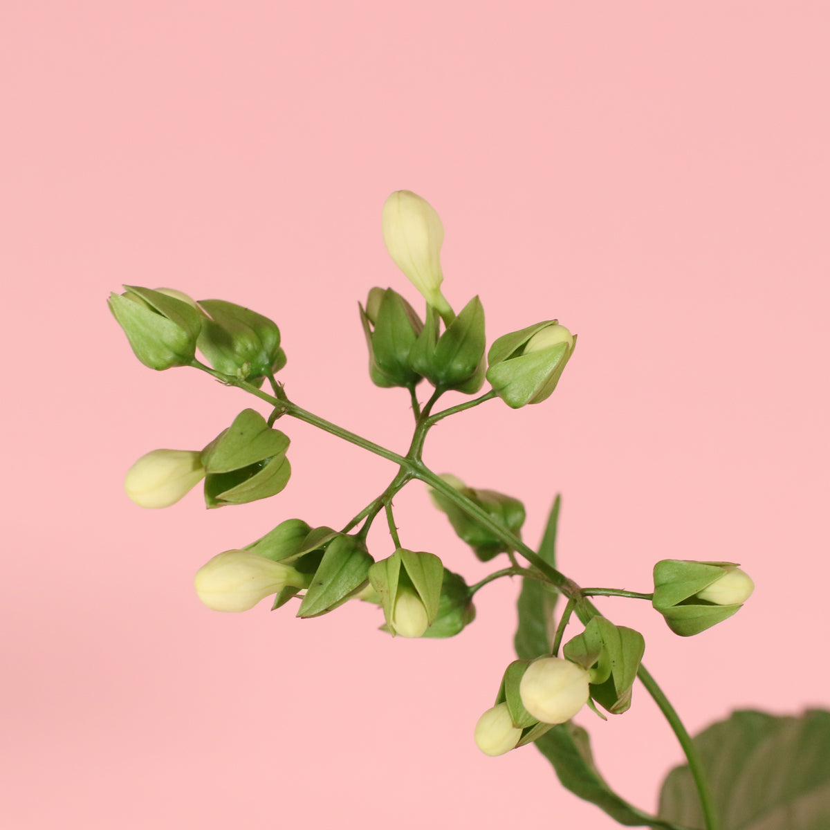 Clerodendrum wallichii - Bridal Veil