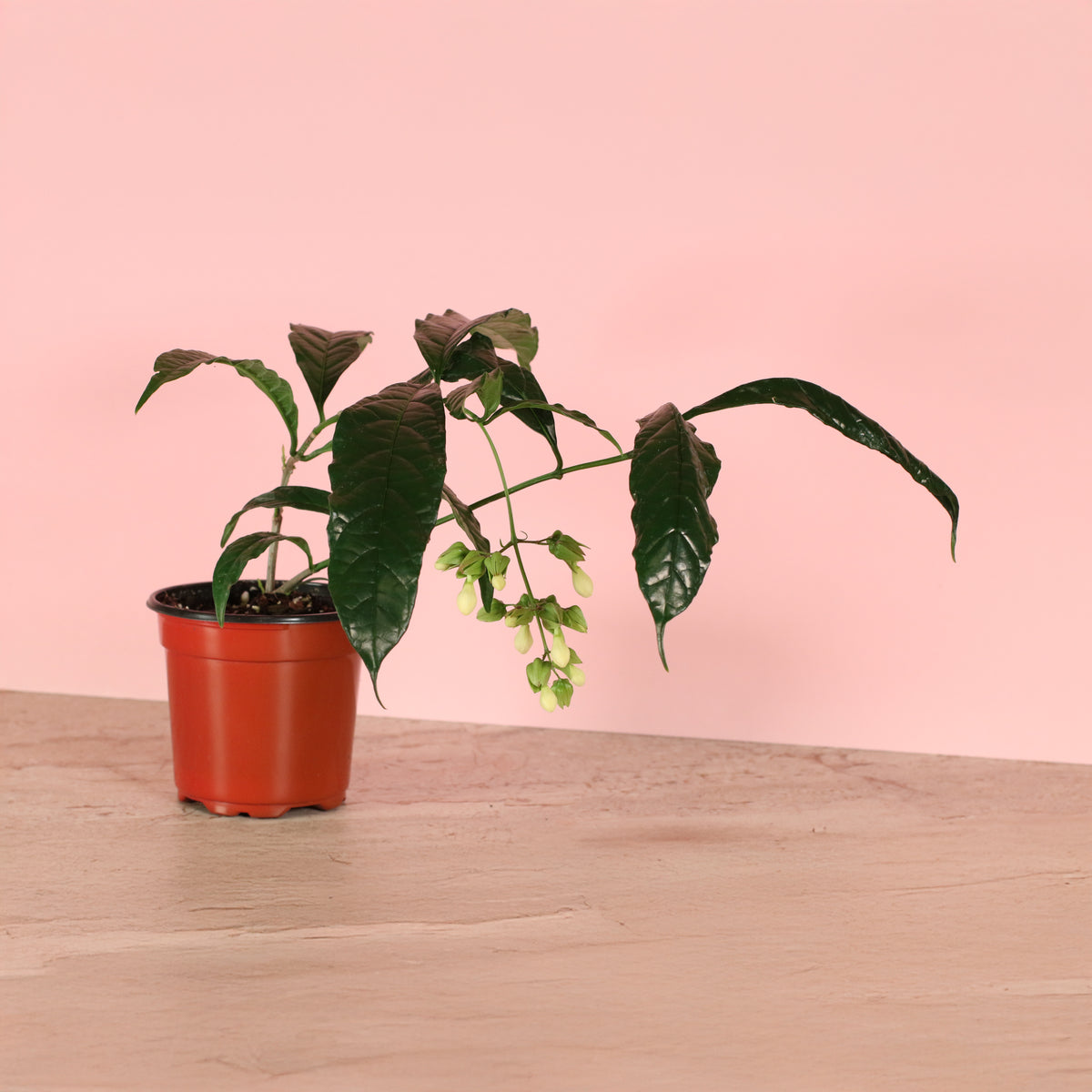 Clerodendrum wallichii - Bridal Veil in 4" Nursery.