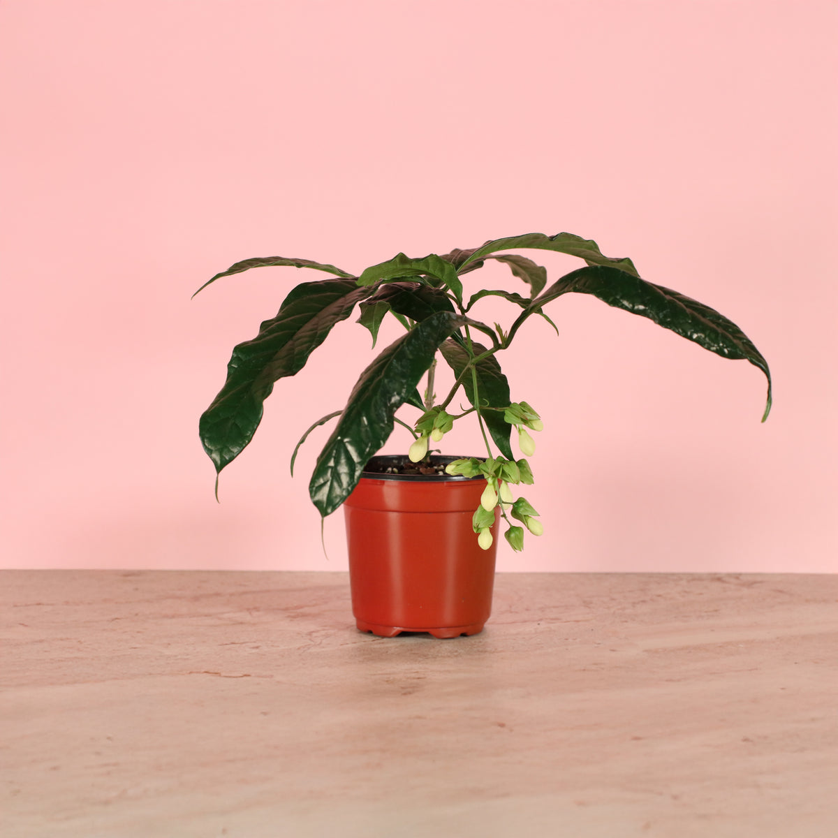 Clerodendrum wallichii - Bridal Veil in 4" Nursery Planter