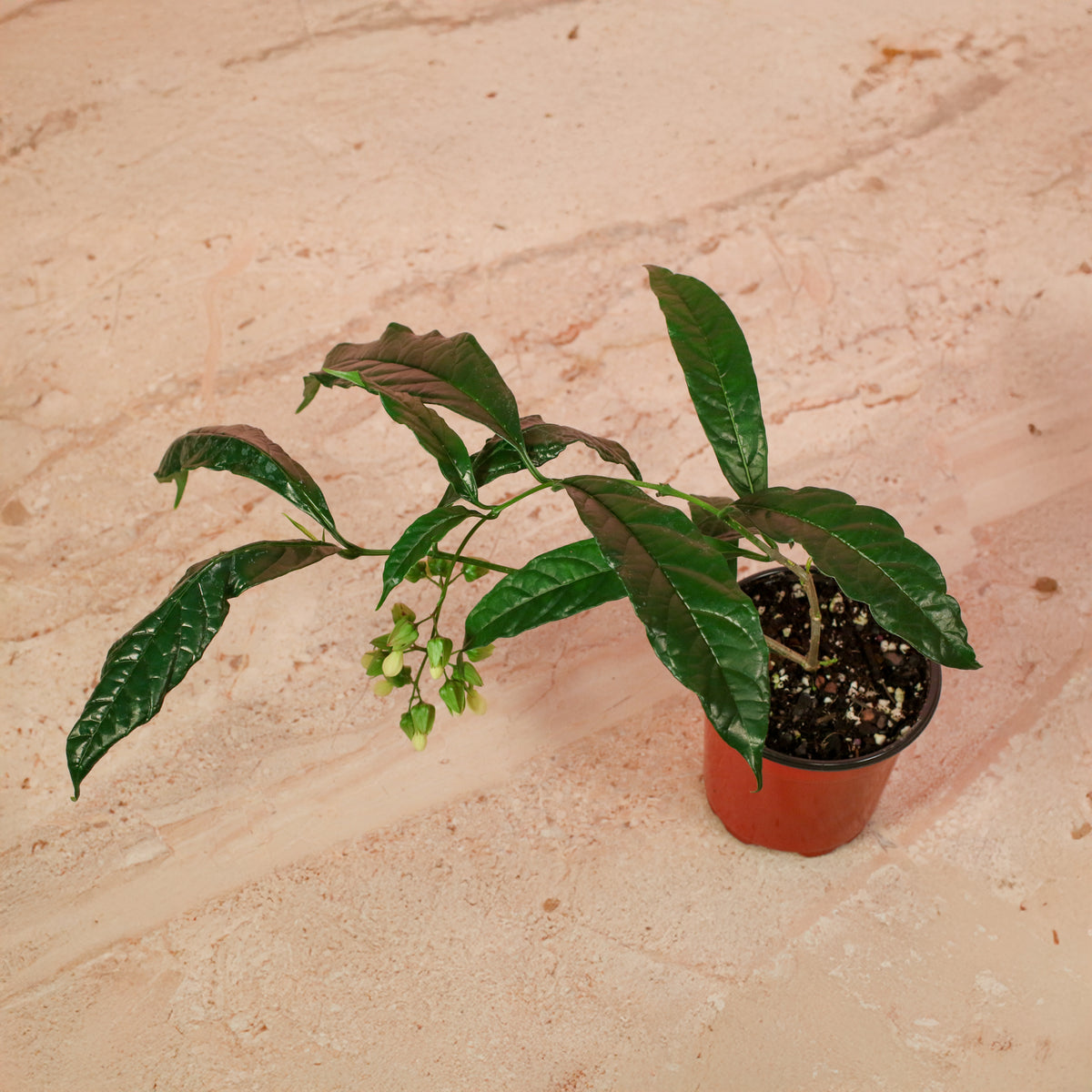 Top View Clerodendrum wallichii - Bridal Veil