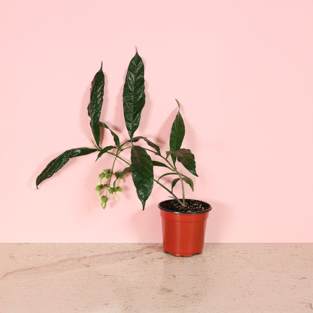 Clerodendrum wallichii - Bridal Veil 4" Nursery